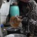 'Puluhan Ribu Janda' Tanggung Beban yang Kian Berat dalam Mempertahankan Keutuhan Keluarga Gaza: Pejabat PBB